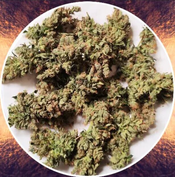 «ZOOKIES»