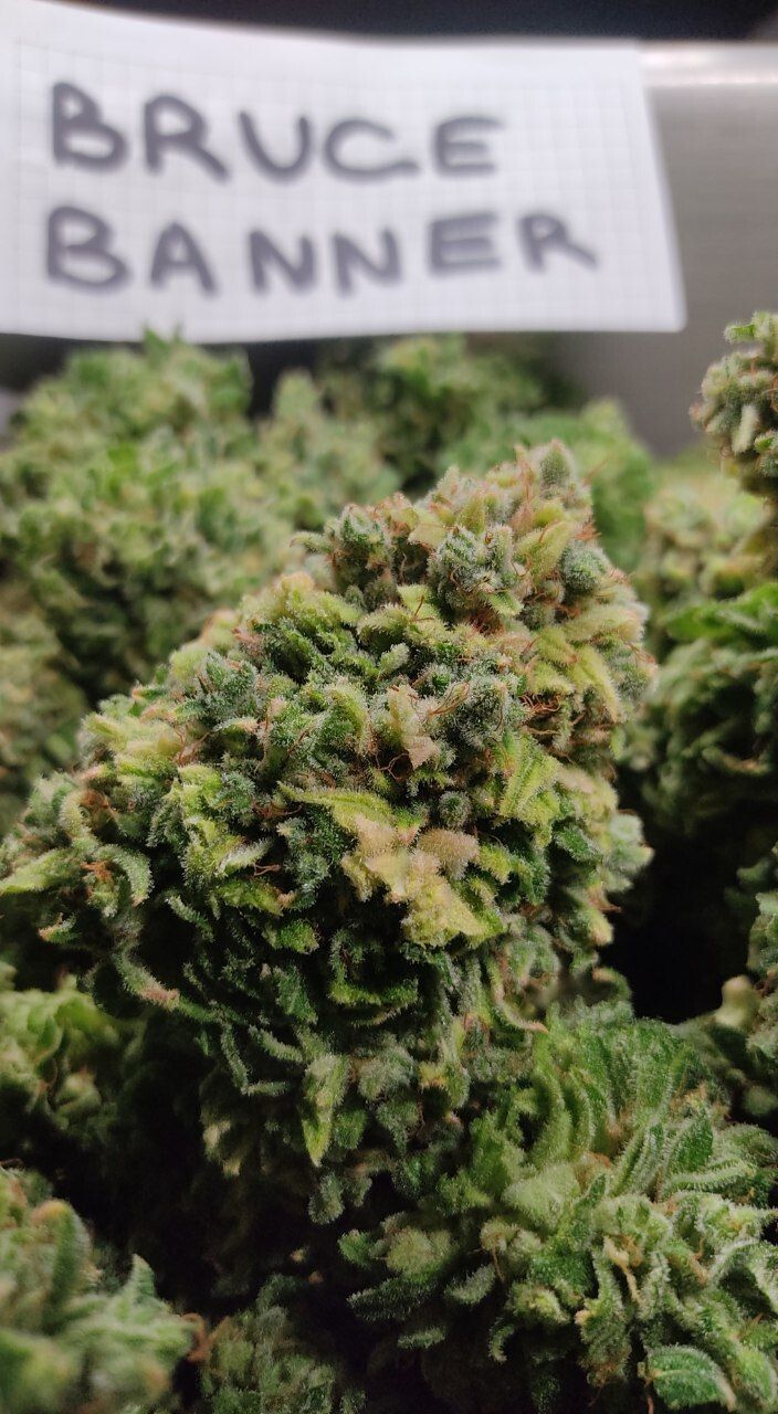 Bruce Banner VHQ+++