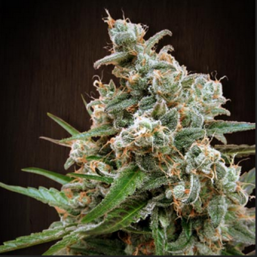 Royal Nepal x Kush